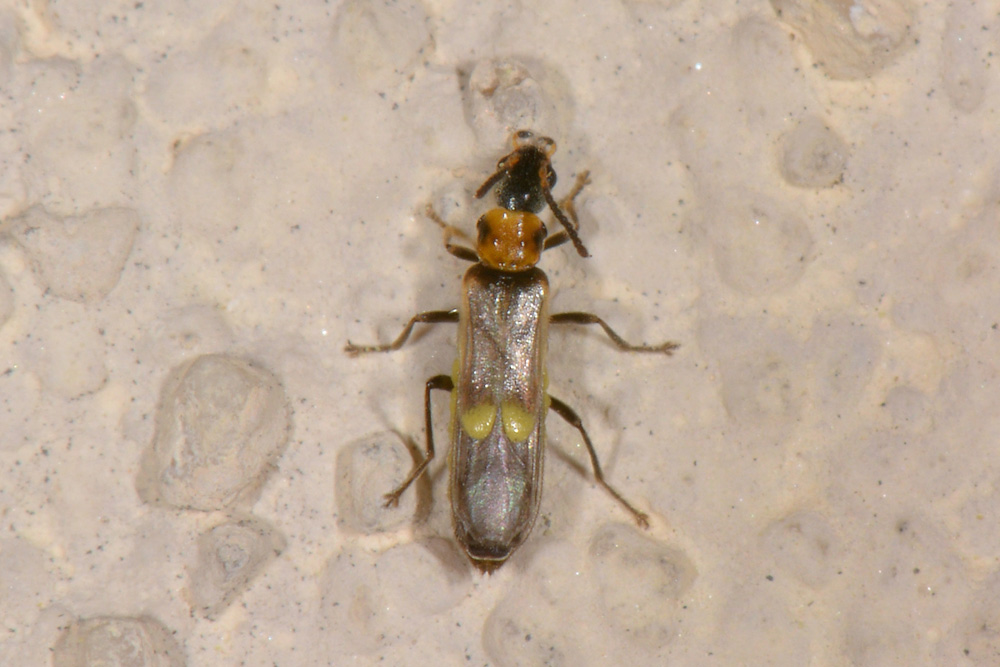 Cantharidae:   Malthodes sp.